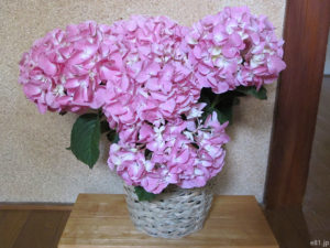 hibiyakadan.comの花鉢『母の日 アジサイ「ペガサス」』